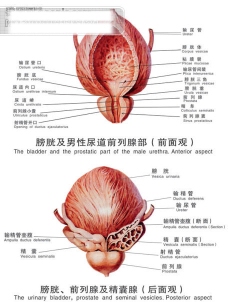 医疗人体科室挂图1 膀胱及男性尿道前列腺部