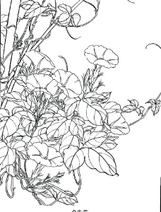 白描牵牛花图片免费下载,白描牵牛花设计素材大全,白描牵牛花模板下载