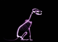 骨骼 透视 X光 科技  动物图片