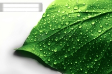 绿树布满水珠的绿色树叶图片素材