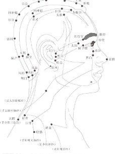 头部的经络穴位（侧面图）图片