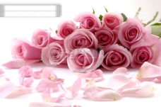 玫瑰花束一束粉红色玫瑰花图片素材