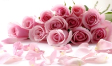 玫瑰花束一束粉红色玫瑰花图片素材