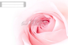 花朵创意粉红色玫瑰花图片素材300dpi玫瑰花花朵花卉高清图片创意图片