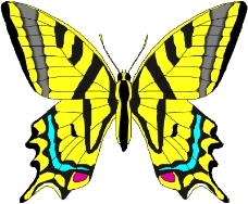 昆虫蝴蝶1074