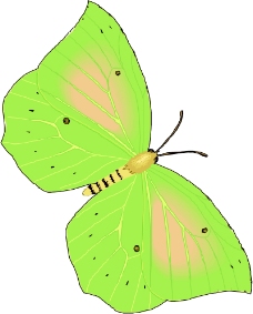 昆虫蝴蝶0672