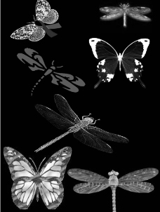 蝴蝶与蜻蜓笔刷