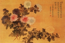 四色菊花图图片