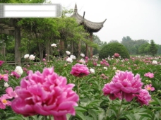 摄影图旅游摄影沈阳植物园旅游芍药花园