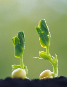 綠芽新生圖片