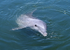 鲸鱼鲨鱼海豚0137