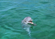 鲸鱼鲨鱼海豚0135