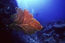 深海动物0055