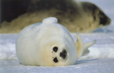 海狮冰雪熊0098