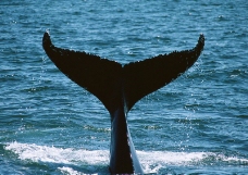 鲸鱼鲨鱼海豚0105