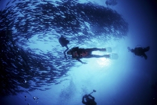 深海动物0018