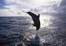 鲸鱼鲨鱼海豚0150