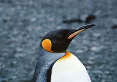 企鹅世界0209