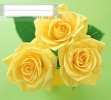 艺术花束摄影图库鲜花特写花的艺术玫瑰花束浪漫黄色的玫瑰花