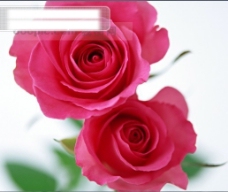 花朵特写鲜花特写两朵玫瑰花浪漫的艳粉红色玫瑰