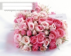 特色鲜花特写花的艺术浪漫的心粉红色玫瑰花