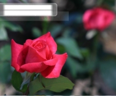 特色摄影图库鲜花特写红色的玫瑰花