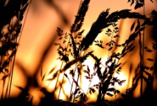 小麦晚霞中的麦子图片