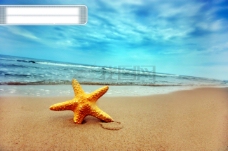 爱上沙滩上的海星图片素材
