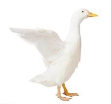 其他生物大白鸭图片