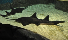 深海生物海洋生物深水鲨鱼图片