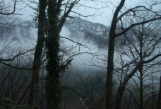 林中霧图片