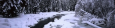 雪中森林图片