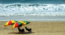 海边的太阳伞图片