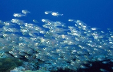 海洋生物 鱼图片