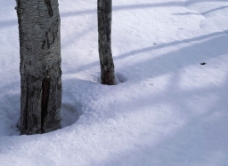 白色冬景 雪地 两棵树图片