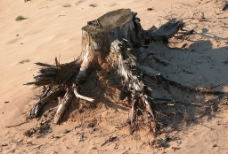 沙丘上的枯树根图片
