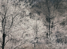 白色冬景 白色的树林图片