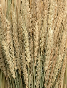 乾燥麥穗图片