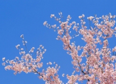 春姿蓝天与花朵图片