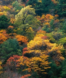 五彩的树叶图片