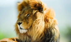 非洲野生狮子图片