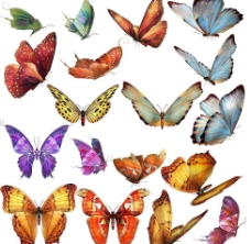 18只美丽的蝴蝶设计素材图片