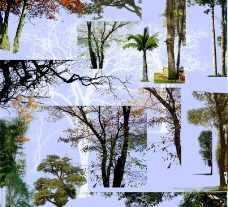 建筑效果图前景树经典集合图片