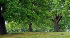 绿树绿色大树风景图摄影图JPG图片