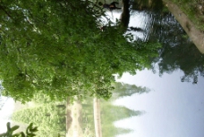 绿树倒影在湖中央图片